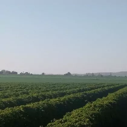 Comprar - Fazenda