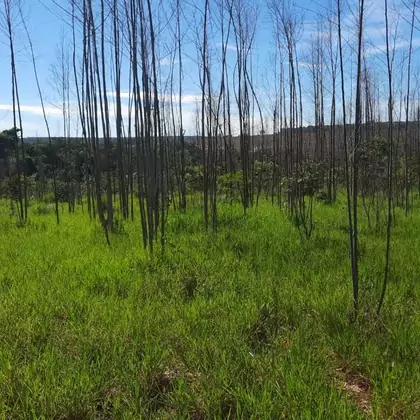 Comprar Fazenda