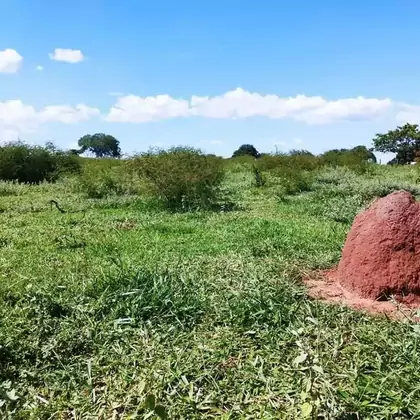 Comprar Fazenda