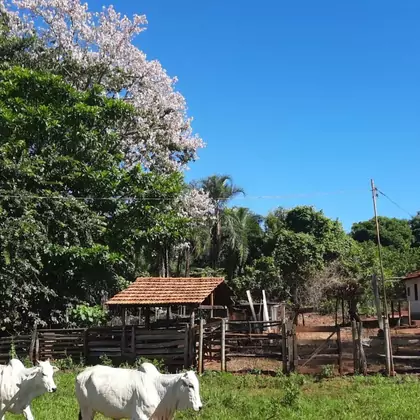 Comprar Fazenda