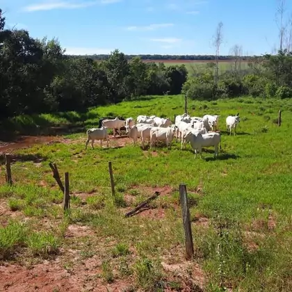 Comprar Fazenda