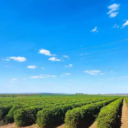 Comprar - Fazenda