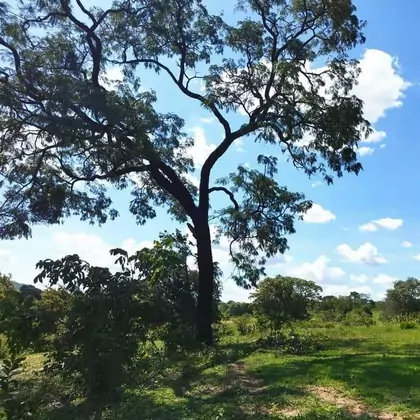 Comprar Fazenda