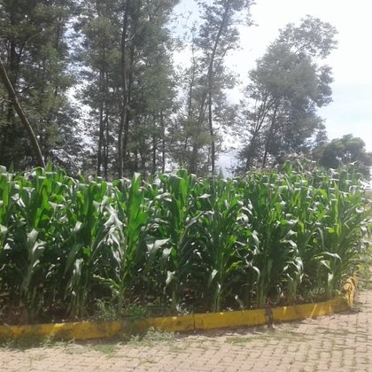 Vender - Terreno Vender - Terreno