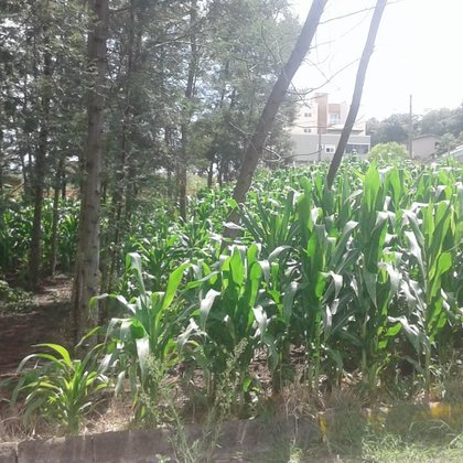 Vender - Terreno Vender - Terreno