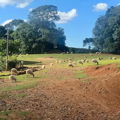 Comprar - Granja/Aviários