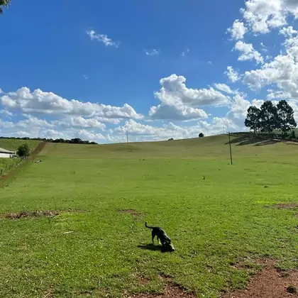 Comprar - Granja/Aviários