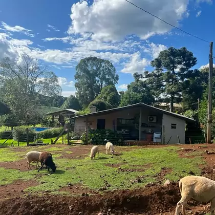 Comprar - Granja/Aviários