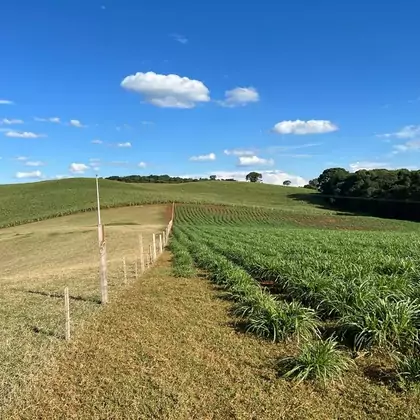 Comprar - Granja/Aviários