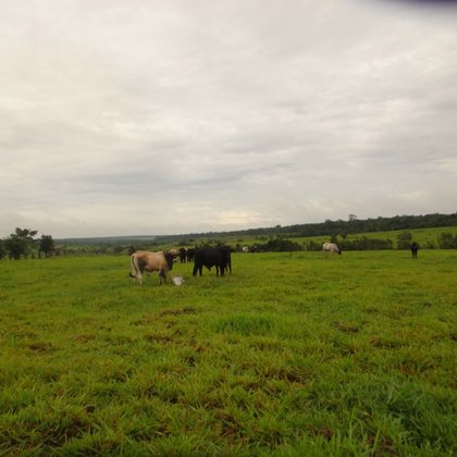 Comprar - Fazenda