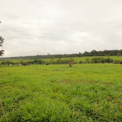 Comprar - Fazenda