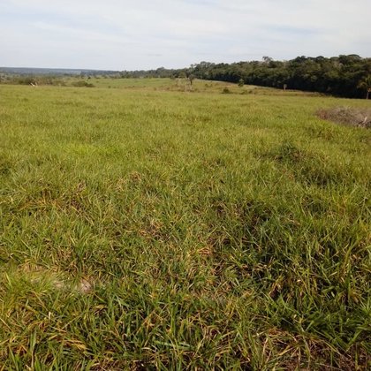 Comprar - Fazenda